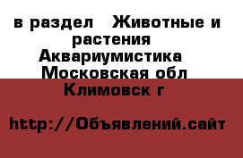  в раздел : Животные и растения » Аквариумистика . Московская обл.,Климовск г.